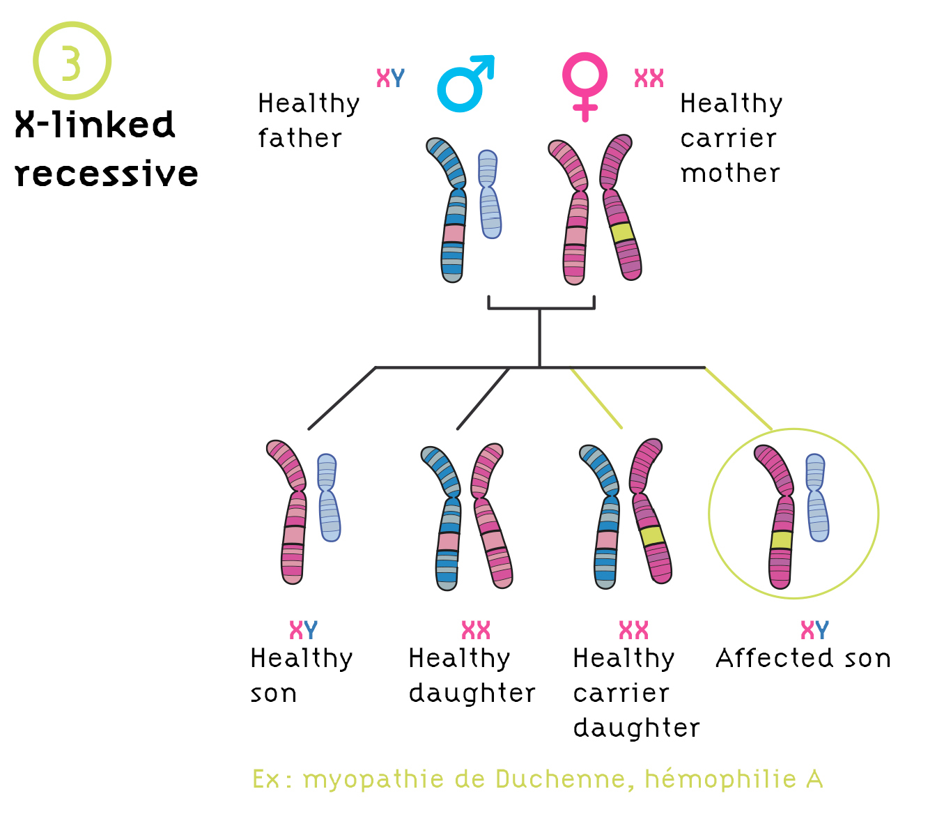 Genetic Diseases Institut Des Bioth rapies