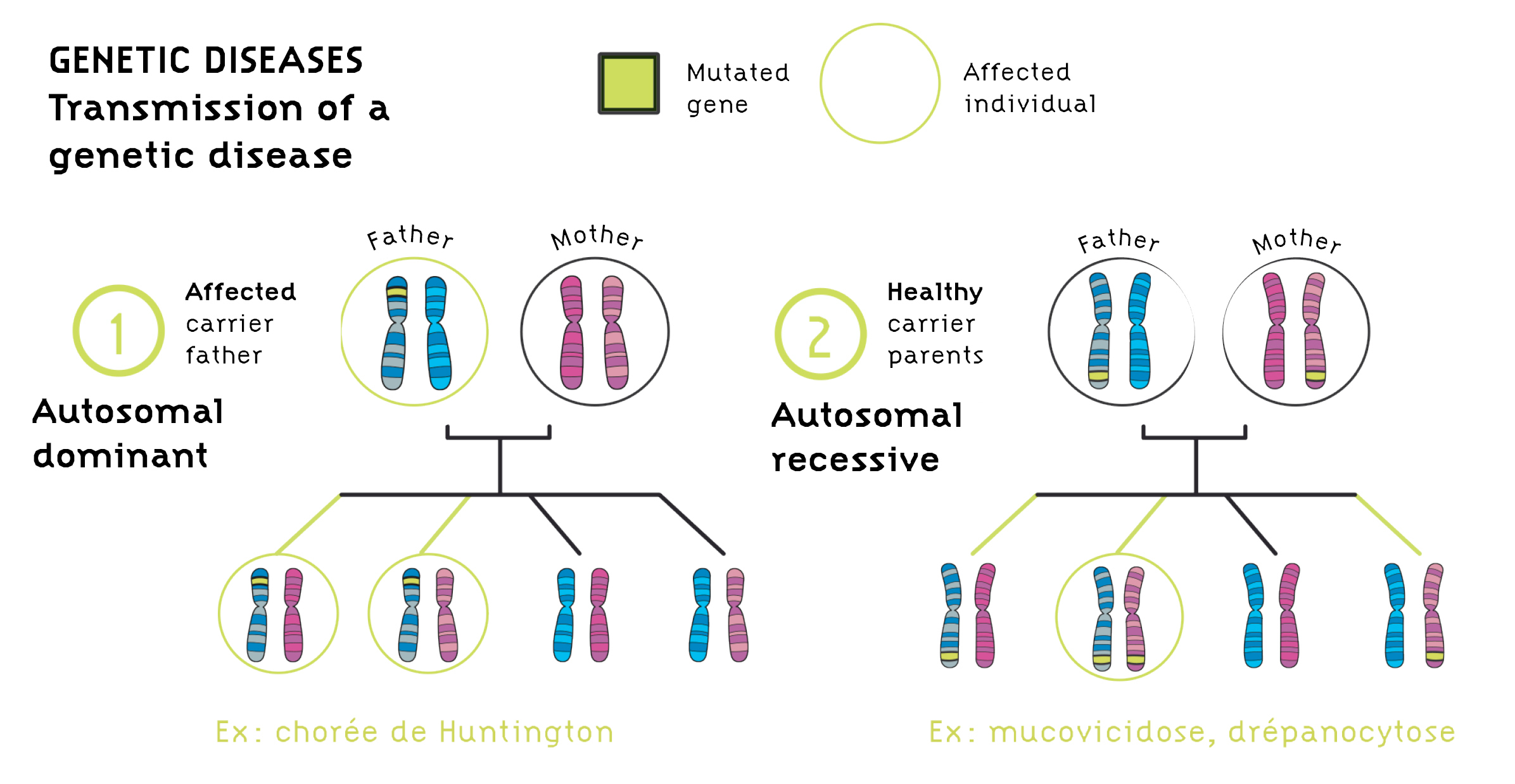 Genetic Diseases Institut Des Bioth rapies